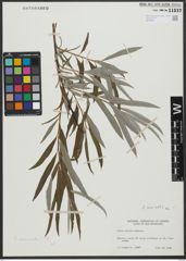Foto von Salix viminalis L.